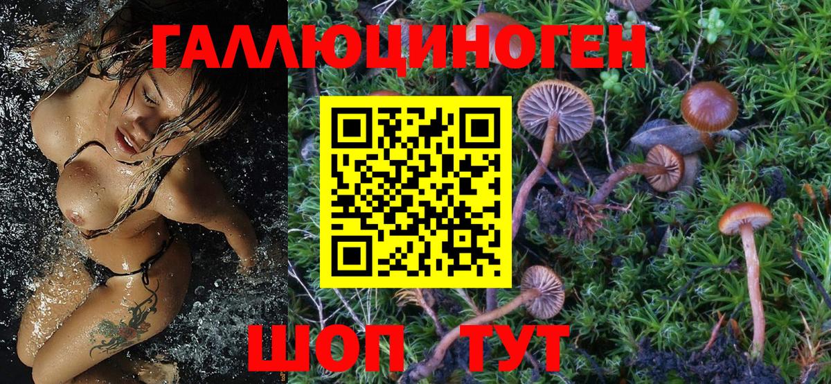 Псилоцибиновые грибы Magic Shrooms  Вход с VPN  где можно купить   Жуковский  Псилоцибиновые грибы Cubensis 